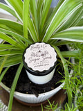 Beatty & Co. Boutique Sugar Scrub Pumpkin Spice