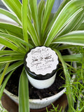 Beatty & Co. Boutique Sugar Scrub Warm Vanilla